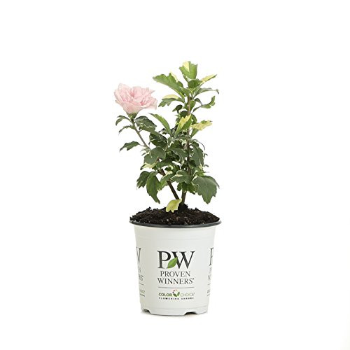 Sugar Tip Rose of Sharon (Hibiscus) Live Shrub, Light Pink Flowers and Variegated Foliage, 4.5 in. Quart Sugar Tip Rose of Sharon (Hibiscus) Live Shrub, Light Pink Flowers and Variegated Foliage, 4.5 in. Quart