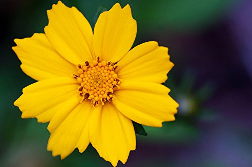 Lance-Leaved Coreopsis Seeds (1 Pack)