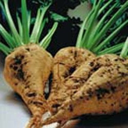 Beet Sugar Great Heirloom Vegetable Seeds by Seed Kingdom Bulk 1 Lb Seeds