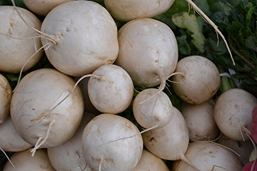 Turnip Shogoin Deer Food Plot Great Heirloom Vegetable Seeds by Seed Kingdom Bulk 1 Lb Seeds