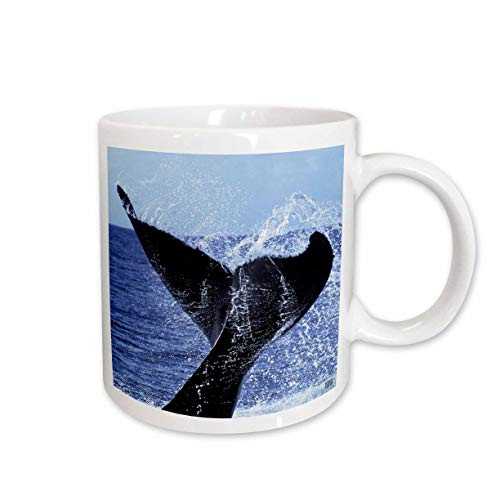 3dRose Humpback Whale, Megaptera Novaenglie, Caribbean, Dominican Republic, Ceramic Mug, 11-Oz 3dRose Humpback Whale, Megaptera Novaenglie, Caribbean, Dominican Republic, Ceramic Mug, 11-Oz