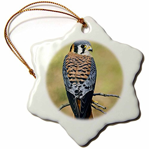 3dRose orn_83579_1 Male American Kestrel Bird NA02 AJE0261 Adam Jones Snowflake Porcelain Ornament, 3-Inch