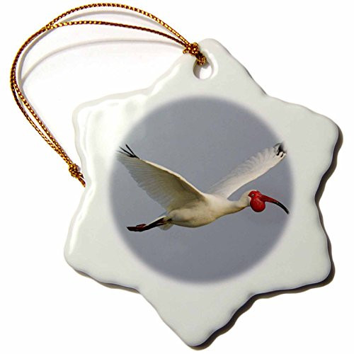 3dRose orn_89046_1 Florida, Tampa Bay. Flying white ibis bird - US10 BJA0146 - Jaynes Gallery - Snowflake Ornament, Porcelain, 3-Inch 3dRose orn_89046_1 Florida, Tampa Bay. Flying white ibis bird - US10 BJA0146 - Jaynes Gallery - Snowflake Ornament, Porcelain, 3-Inch