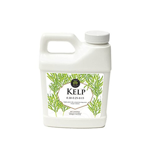 Liquid Fertilizer Age Old Kelp, 16-Ounce Bottle
