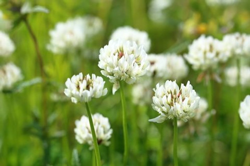 White Dutch Clover Seed Flowering Seeds for Wildlife Food Plots & Soil Erosion Control 1 Lb
