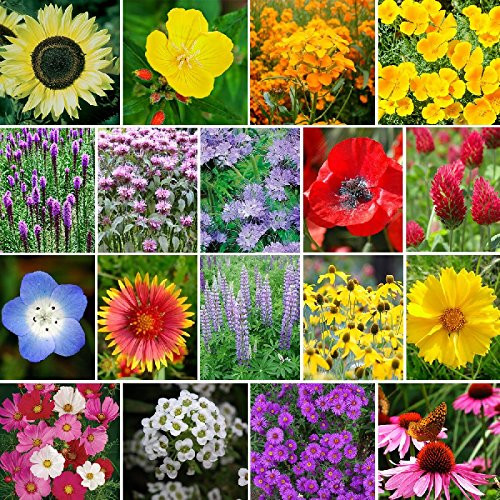 The Bees Knees - Pollinator Wildflower Seed Mix - 1/4 Pound, Mixed