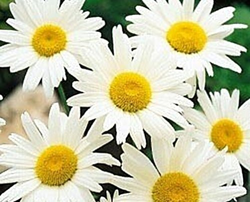 seed kingdom Shasta Daisy Alaska Nice Garden Flower Bulk 25,000 Seeds