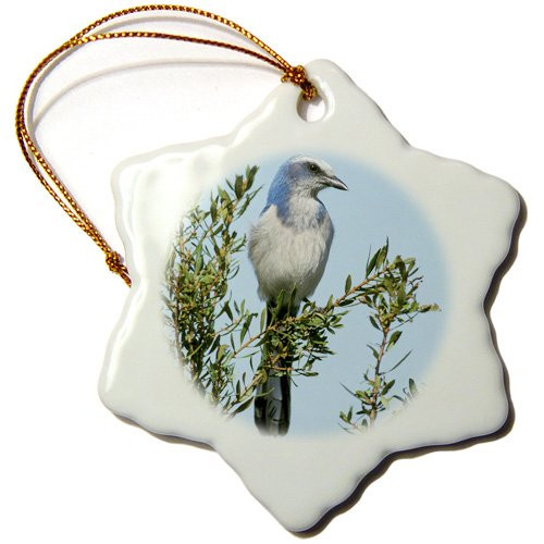 3dRose orn_83577_1 Florida Scrub Jay Bird-Na02 Aje0252-Adam Jones-Snowflake Ornament, 3-Inch, Porcelain