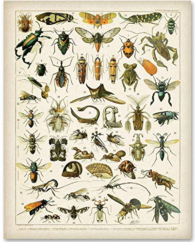 Insects - 11x14 Unframed Art Print - Makes a Great Home Decor Under $15