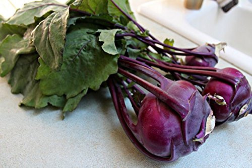 Kohlrabi Purple Vienna Great Heirloom Vegetable by Seed Kingdom Bulk 1 Lb Seeds