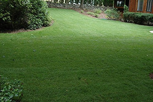 Nature's Seed Northeast Grass Seeds Blend, 1000 sq. ft.
