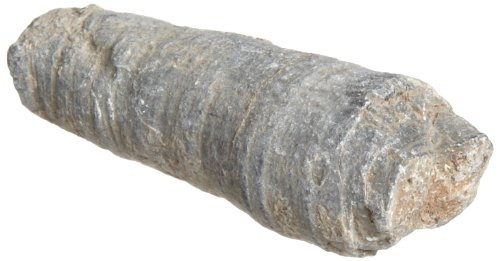 American Educational Horn Coral Coelenterate Fossil (Pack of 10) American Educational Horn Coral Coelenterate Fossil (Pack of 10)