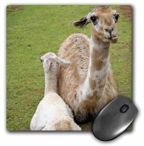 3dRose LLC 8 x 8 x 0.25 Inches Mouse Pad, Peru Llama Awana Kancha Urubamba Valley Kymri Wilt (mp_87048_1)