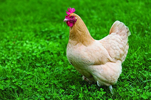Nature's Seed Southwest Desert Poultry Pasture Blend, 2000 sq. ft.