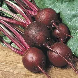 Beet Ruby Queen Great Heirloom Vegetable Seeds by Seed Kingdom Bulk 1 Lb Seeds
