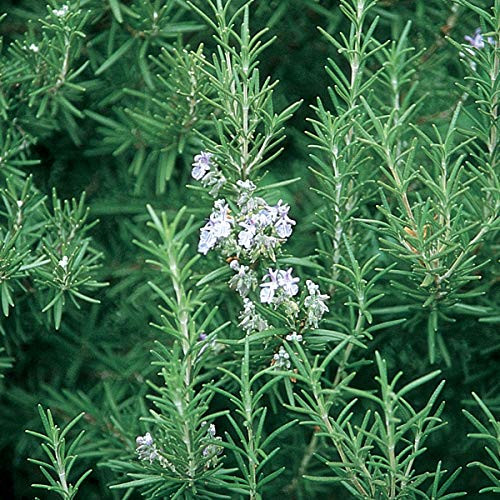 Burpee Rosemary 3 Live Plants, 2 1/2" Pot