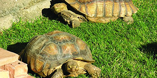 Nature's Seed PB-TORT-500-F Pasture, 500 sq. ft. Nature's Seed PB-TORT-500-F Pasture, 500 sq. ft.