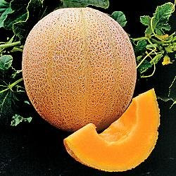 seed kingdom Cantaloupe Hales Best Jumbo Melon Heirloom Vegetable Seeds (1 Lb Seeds)