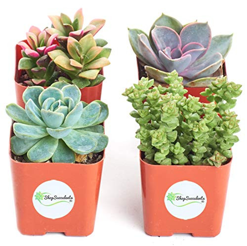 Shop Succulents | Unique Collection of Live Succulent Plants, Hand Selected Variety Pack of Mini Succulents | Collection of 4