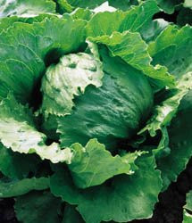 Lettuce Iceberg Great Heirloom Vegetable by Seed Kingdom Bulk 1 Lb Seeds