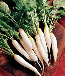 Radish White Icicle Great Heirloom Vegetable by Seed Kingdom Bulk 1 Lb Seeds