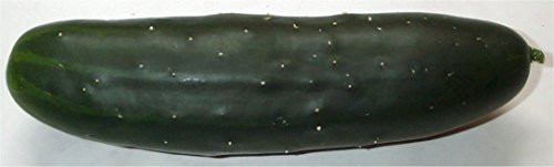 Cucumber Marketmore 76 Great Heirloom Vegetable Seeds by Seed Kingdom Bulk 1 Lb Seeds