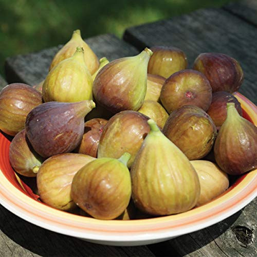 Burpee Letiza' Tasty Fig Fruit, 1 Plant