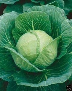 Cabbage Golden Acre Great Heirloom Vegetable By Seed Kingdom BULK 1 Lb Seeds