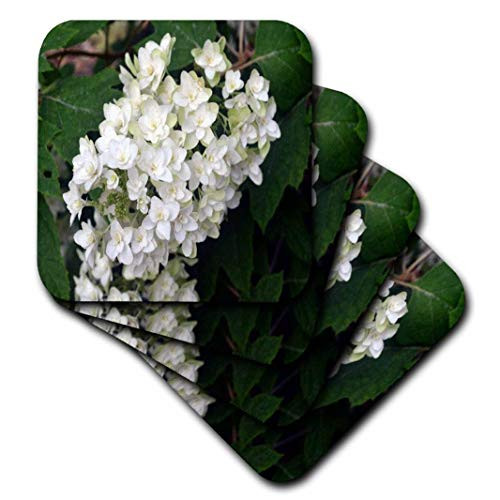 3dRose CST_22548_2 Oakleaf Hydrangea White Flowering Bush Soft Coasters, Set of 8