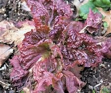 Lettuce Ruby Great Heirloom Vegetable by Seed Kingdom Bulk 1 Lb Seeds