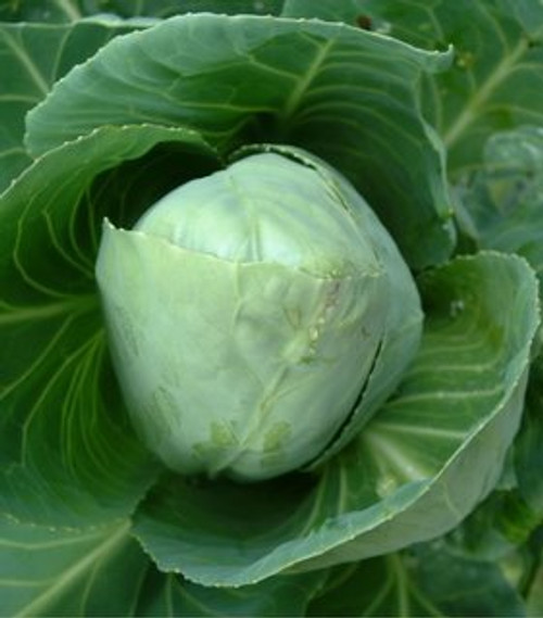 Cabbage Brunswick Garden Heirloom Vegetable by Seed Kingdom Bulk 1 Lb Seeds