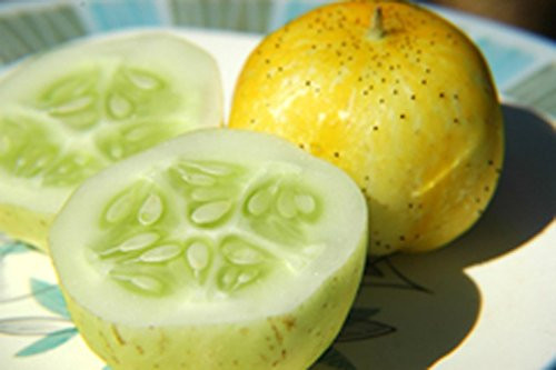 seed kingdom Cucumber Lemon Great Heirloom Vegetable Bulk 1 Lb Seeds