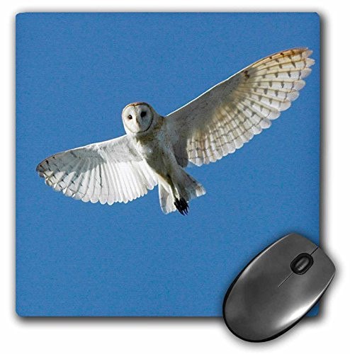 3dRose LLC 8 x 8 x 0.25 Inches Barn Owl In Daytime Flight Bernard Friel Mouse Pad (mp_89028_1)