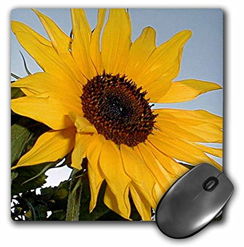 3dRose LLC 8 x 8 x 0.25 Inches Mouse Pad, Sunflower (mp_763_1)