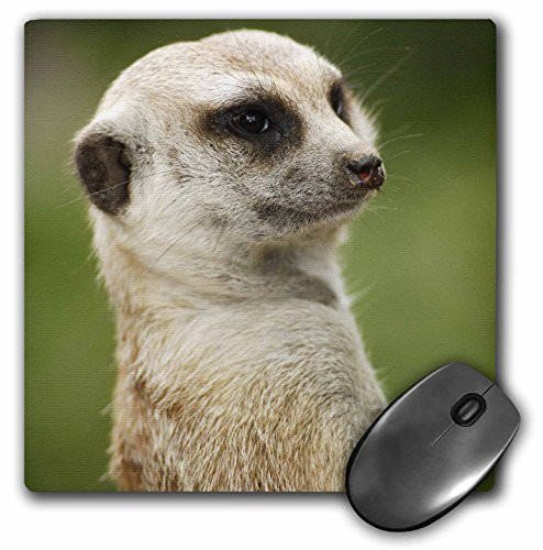 3dRose LLC 8 x 8 x 0.25 Inches Slender Tailed Meerkat San Diego Zoo California Maresa Pryor Mouse Pad (mp_88552_1)