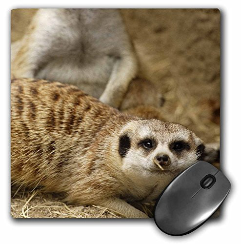 3dRose LLC 8 x 8 x 0.25 Inches Slender Tailed Meerkat San Diego Zoo California Maresa Pryor Mouse Pad (mp_88553_1)