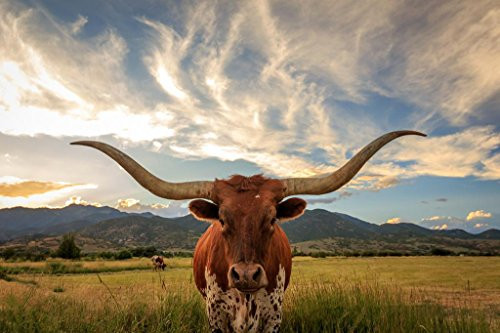 Texas Longhorn Bull Standing in Pasture Close Up Photo Art Print Huge Large Giant Poster Art 54x36 inch
