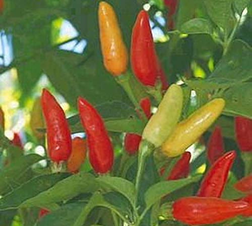 Pepper Hot Tabasco Great Heirloom Vegetable by Seed Kingdom Bulk 1 OZ Seeds