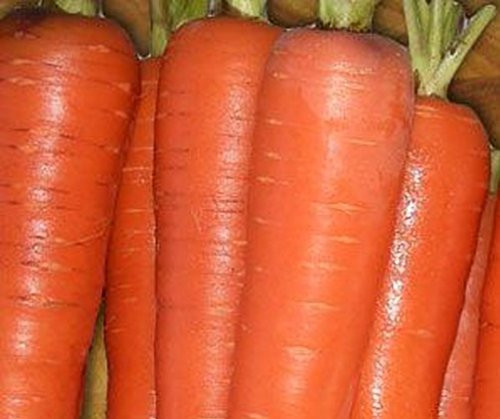Seed Kingdom Carrot Tendersweet Great Heirloom Vegetable Seeds (1 Lb Seeds)