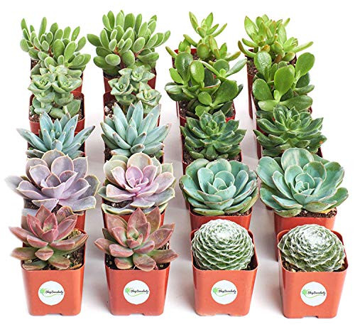 Shop Succulents | Assorted Collection of Live Succulent Plants, Hand Selected Variety Pack of Mini Succulents | Collection of 20