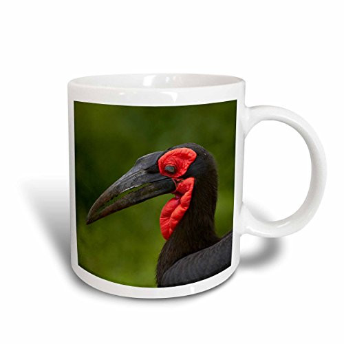 3dRose 187855_2""Southern Ground Hornbill Bucyrus Kruger South Africa" Ceramic Mug 15 oz White