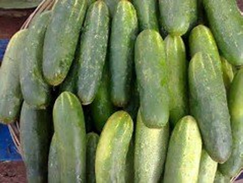 Cucumber Spacemaster Great Heirloom Vegetable Seeds by Seed Kingdom Bulk 1 Lb Seeds