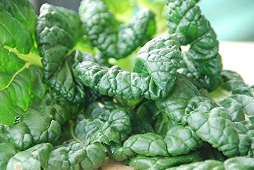 Mustard Tatsoi Great Heirloom Vegetable by Seed Kingdom Bulk 1 Lb Seeds