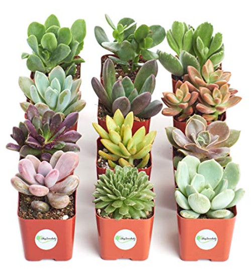 Shop Succulents | Unique Collection of Live Succulent Plants, Hand Selected Variety Pack of Mini Succulents | Collection of 12