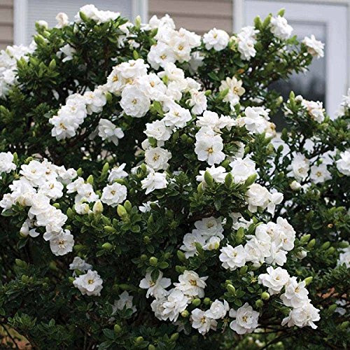Jubilation Gardenia - Southern Living - Live Plant - Trade Gallon Pot Jubilation Gardenia - Southern Living - Live Plant - Trade Gallon Pot