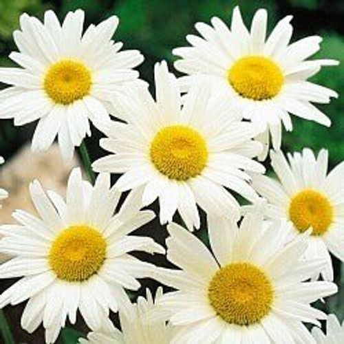 Shasta Daisy Alaska Nice Garden Flower BULK Wholesale 1 Lb Seeds