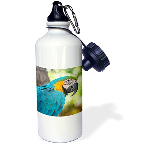 3dRose USA, Florida, Orlando, Blue-and-Yellow Macaw, Gatorland. -Sports Water Bottle, 21oz (wb_208295_1), 21 oz Multicolor