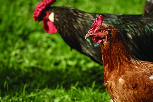 South-Atlantic Transitional Poultry Pasture Blend (1 Acre)