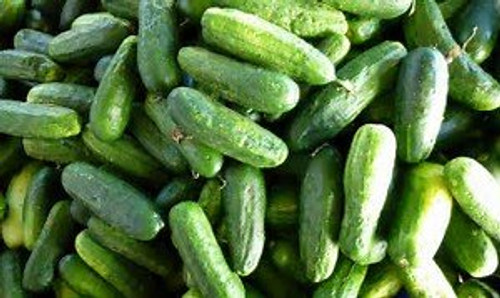 Cucumber Calypso F1 Hybrid Great Garden Vegetable Seeds by Seed Kingdom Bulk 1 LB Seeds