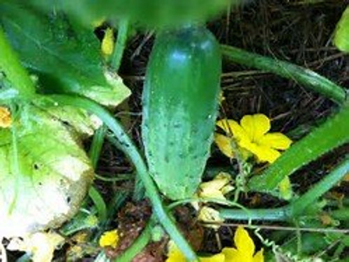 Cucumber Carolina F1 Hybrid Great Garden Vegetable by Seed Kingdom Bulk 1 Lb Seeds